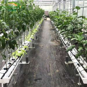 <span class=keywords><strong>Invernadero</strong></span> Tipo Túnel de Gran Tamaño y Bajo Costo, Personalizable, con Lámina Arqueada de PE para Cultivo Continuo de Frutas y Verduras - Product Image 6