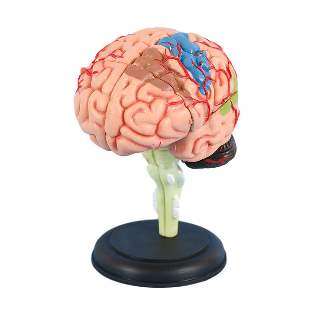 Brain Anatomy Model Brain Structure Detachable Anatomical Teaching Educational Toy Made in China