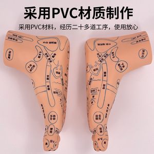 Modèle de réflexologie plantaire ultra-clair de 19 cm, modèle de pied pour l'enseignement de l'acupuncture et des points de massage. - Product Image 2