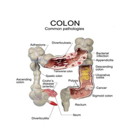 Modèle d'anatomie humaine, outil d'apprentissage de la aromathérapie, outil d'enseignement médical