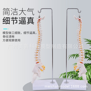 Modèle pédagogique de colonne vertébrale humaine miniature de 45 cm avec bassin, fémur et neurosquelette - Product Image 2