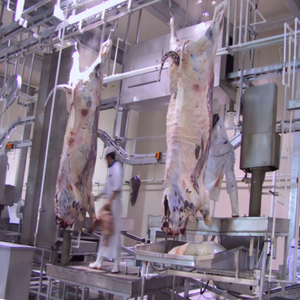 Équipement d'abattage de bétail entièrement automatisé pour usine de transformation de viande et abattoir - Product Image 1