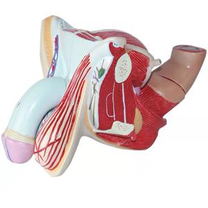 Model Alat Kelamin Pria Ukuran Asli 4 Bagian PNT-0572 - Product Image 1