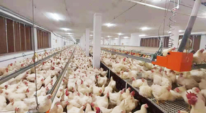 Hontech-Thắng 3000W Mô Phỏng Dimmer 4 Kênh Chăn Nuôi LED Dimmer Chuyển Đổi Hẹn Giờ Cho Gia Cầm Trang Trại Dimmer Cho Chăn Nuôi Dimmer - Product Image 6