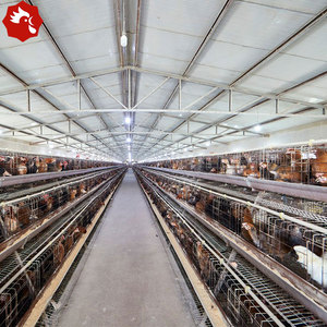 Sistema di Gabbie Automatiche per Galline Ovaiole per 10.000 Polli, Tipo A, per Allevamenti Avicoli in Tanzania - Product Image 4