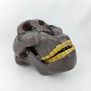 Modelo de Enseñanza de Cráneo de Australopithecus Boisei a Tamaño Real - Anatomía de <span class=keywords><strong>la</strong></span> Evolución Humana para Educación en Antropología y Biología - Product Image 6