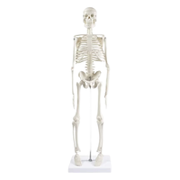 Modèles anatomiques 45 cm en PVC de haute qualité, mini-jouet scientifique médical, modèle de squelette humain pour enfants