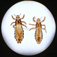 Premium Parasite Prepared Microscope Slides Zoology & Medical Parasitology Slides