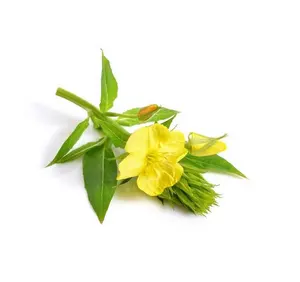 Akşam özel etiket ile çuha çiçeği yağı tedarikçisi-makul fiyata sertifikalı doğa saf yağ