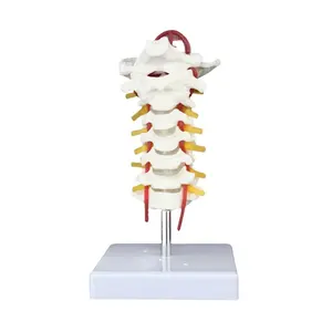 Frt042 động mạch cảnh rrtery sau Chẩm xương intervertebral đĩa và dây thần kinh đốt sống cổ tử cung mô hình