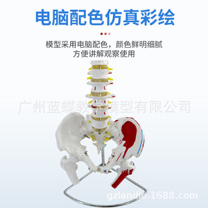 Modèle pédagogique de colonne vertébrale humaine adulte naturelle de 80 cm avec muscles du bassin, vertèbres thoraciques, bassin et fémur, à colorier - Product Image 2