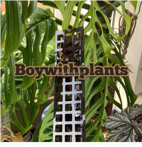 Rất phổ biến tùy chỉnh PP vườn leo Khung nhà máy bán hàng trực tiếp cho các loại rau dây leo cây xanh Matt cán in ấn - Product Image 3