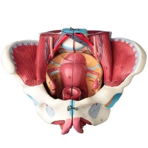 Modèle d'anatomie de bassin féminin démontable en PVC, avec muscles du plancher pelvien et nerfs, fournitures de laboratoire - Product Image 1