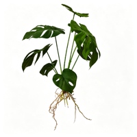 8 feuilles artificielles de Monstera, fausse verdure réaliste avec racines, plante artificielle pour aquarium, aménagement paysager, décoration murale, Helecho