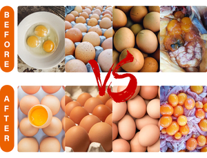 Poudre de probiotiques Vitboo Poultry Egg Plus pour augmenter la production d'œufs, stimulant de ponte pour les oiseaux, les canards, les oies, les dindes - Product Image 2
