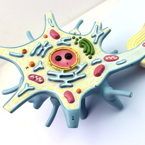 Modèle anatomique du nerf du corps, grossissement 2500 fois, structure des tissus cellulaires des fibres nerveuses, adapté à la recherche des neurologues - Product Image 2