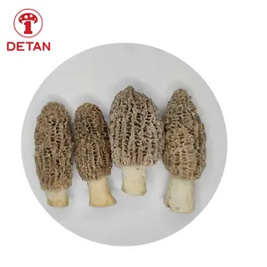 2024 nouvelle saison Premium TOP qualité tige naturelle/tige coupée frais sauvage Morelle Morchella Conica champignons prix