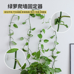 Soporte para plantas de pothos sin marcas para uso doméstico, sin clavos, para colgar en la pared, estéticamente agradable, con almacenamiento, ganchos autoadhesivos para - Product Image 1