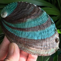 Grand bol artisanal en coquille d'ormeau naturelle pour brûler le sauge, décoration d'intérieur et ornement