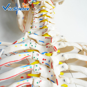 Squelette humain avec coloration musculaire et modèle de ligaments, 180 cm de haut, modèle détachable pour l'enseignement de l'anatomie. - Product Image 2