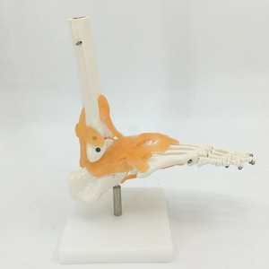 Joint de pied <span class=keywords><strong>humain</strong></span> grandeur nature avec Ligaments modèle pour la Science éducative - Product Image 4