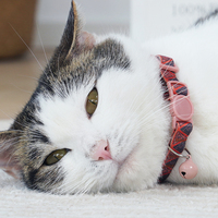 Fabricant collier de chat réglable avec logo personnalisé en gros