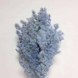 80g all'ingrosso fiori conservati asparagi myrioeladus decorazioni per la tavola di casa conservato felce Ming - Product Image 1