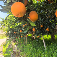 Oranges Navel Fraîches en Gros, Agrumes en Vrac à Bon Prix, Oranges Navel Fraîches de Chine