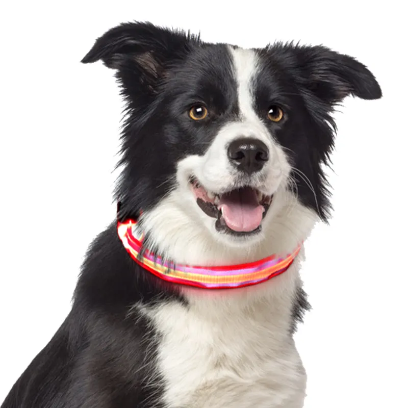 LED 발광 애완 동물 목걸이 멀티 컬러 USB 충전 개 목걸이는 짧은자를 수 있습니다 방수 깜박이는 애완 동물 목걸이