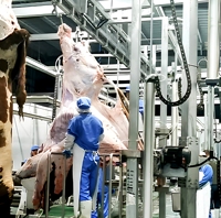 Lini Pemotongan Sapi Standar Halal, Solusi Tata Letak Mesin Rumah Potong Hewan (RPH) Lengkap yang Dapat Disesuaikan