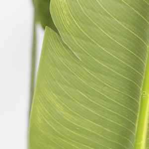 Plante artificielle de 240 cm, oiseau de <span class=keywords><strong>paradis</strong></span> artificiel en pot, plante verte pour la décoration intérieure de la maison et du bureau - Product Image 2