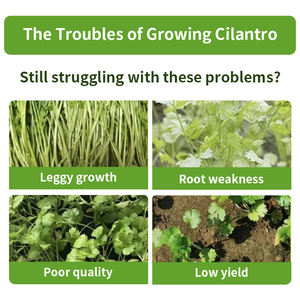 高収量コリアンダー用特殊肥料有機水溶性肥料有機肥料コリアンダー肥料 - Product Image 2
