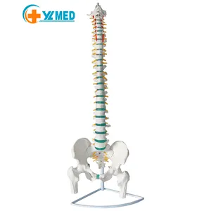 Medical science Human spine with pelvis cervical spine model experimental equipment required medical school