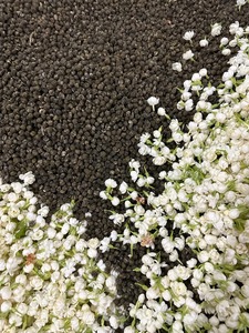 Flores secas de alta calidad, brotes de jazmín secos fragantes, Pétalos naturales de Guangzhou, venta al por mayor, té de materia prima para la salud - Product Image 4