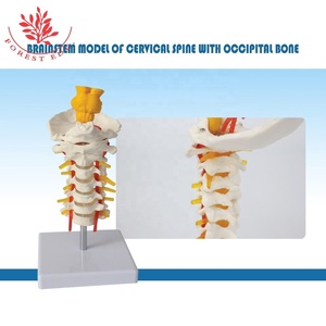Modelo <span class=keywords><strong>Cervical</strong></span> Humano, Ciencia Médica, Patología Clínica, Columna <span class=keywords><strong>Cervical</strong></span>, Demostración de Rehabilitación del Tallo Cerebral - Product Image 4