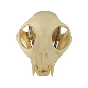 Medical Anatomical Plastic Cat Skull Model