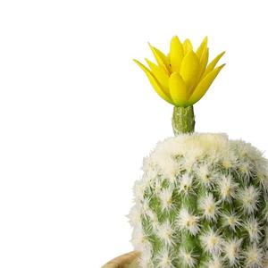 セメント鉢入りサボテンの卸売オンライン販売、窓辺のセメント鉢、多肉植物の鉢植え、葉物植物の鉢植え - Product Image 2