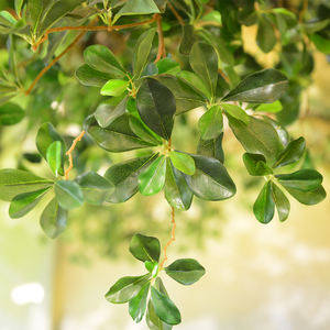 Grand arbre artificiel ficus benjamina personnalisé en fibre de verre, décoration d'intérieur et d'extérieur, paysagiste, haute simulation, écologique, UV - Product Image 4