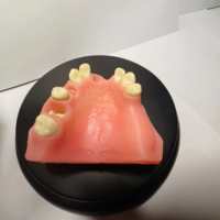 Modelo Maxilar de Práctica de Implantes Dentales KyrenMed con Seno