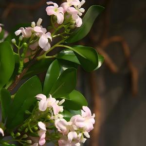 <span class=keywords><strong>Planta</strong></span> <span class=keywords><strong>lila</strong></span> de imitación de tallo largo de 72cm realista de gama alta, <span class=keywords><strong>flor</strong></span> Artificial de 3 colores para Arreglo Floral para el hogar, decoración de Hotel - Product Image 3