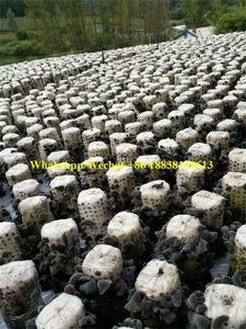 Machine de mixeur de plantes pour champignons, batteur automatique, pour appliquer le sol, pour la culture, avec le <span class=keywords><strong>meilleur</strong></span> prix - Product Image 6