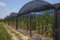 Filet d'ombrage anti-UV, toile occultante tricotée, filet de protection pour cultures agricoles, serres, jardins, fermes et volailles