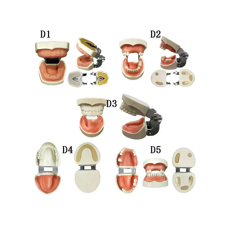 Dental Teaching Implant Practice Teaching Model tooth model Maxillary sinus lifting exercise model C