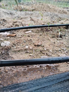 DaringFish Meilleur Prix Usine Tuyau d'irrigation <span class=keywords><strong>goutte</strong></span> <span class=keywords><strong>à</strong></span> <span class=keywords><strong>goutte</strong></span> agricole en PE 16mm avec goutteurs cylindriques pour système d'irrigation agricole Chine - Product Image 2