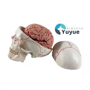 Modello di Cranio Bianco Numerato con Cervello in 8 Parti - Strumento Educativo per l'Anatomia - Product Image 1