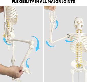 Modelo <span class=keywords><strong>de</strong></span> esqueleto humano científico <span class=keywords><strong>de</strong></span> tamaño real <span class=keywords><strong>de</strong></span> 85cm con huesos <span class=keywords><strong>de</strong></span> brazo y <span class=keywords><strong>pierna</strong></span> extraíbles para Anatomía y ciencia médica - Product Image 2