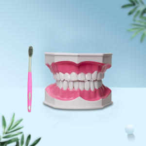 2x Modèles dentaires, brosses à dents et modèles pédagogiques, prothèses dentaires et instruments dentaires, équipement et accessoires de thérapie buccale - Product Image 2