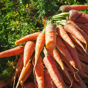 แครอทออร์แกนิคสด ขนาด L 200 กรัมขึ้นไป ล้างสะอาด ขัดเงา คุณภาพสูง ผู้จัดจำหน่าย ผู้ค้าส่ง เวียดนาม - Product Image 2