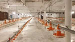 Nouveau seau de poulet de chair de mangeoire de poulet avec feuille d'interrupteur de réglage externe de PH pour ferme avicole - Product Image 2