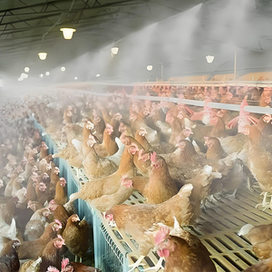 Système de brumisation automatique anti-mouches pour écuries, poulaillers, fermes laitières et élevages – Équipement de lutte contre les insectes - Product Image 4